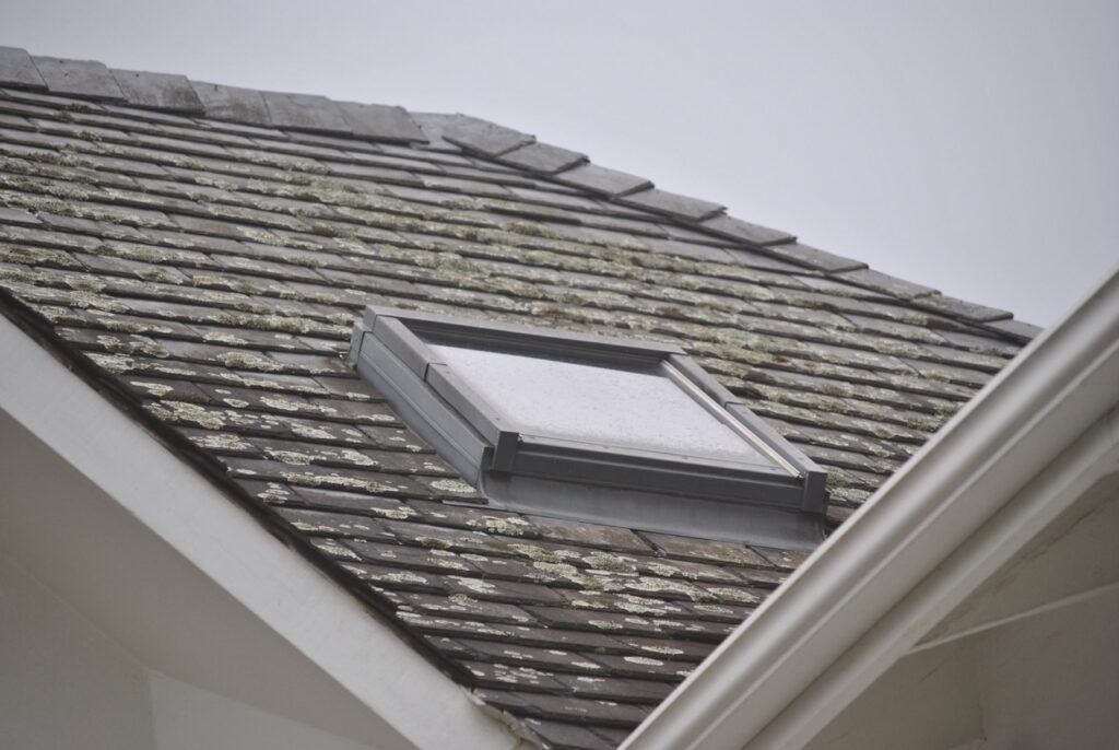 Roof with lichen-covered shingles and skylight, indicating potential moisture retention issues.